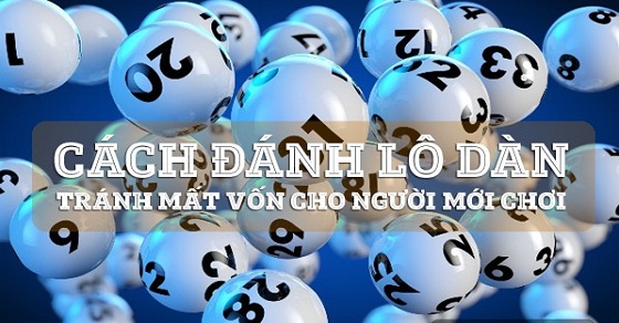 Cách nuôi lô dàn đánh hàng ngày